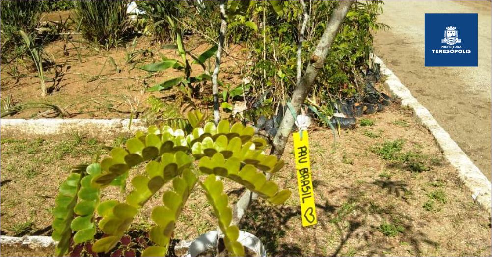 ‘Restaure nossa Terra’: área do Mirante da Granja Guarani vai receber mudas de árvores em comemoração pelo Dia da Terra