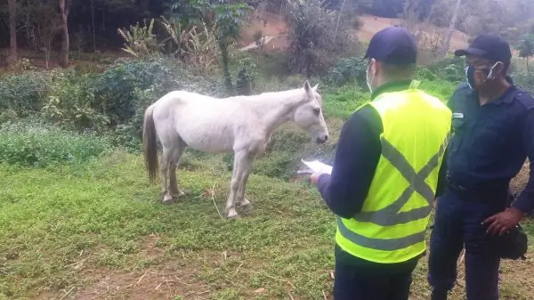 Leia mais sobre o artigo Fiscalização percorre 18 bairros e apreende cavalo solto na rua para segurança no trânsito e proteção do animal