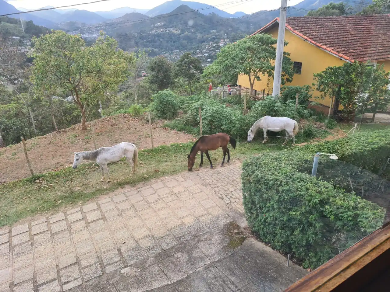 No momento, você está visualizando COPBEA alerta: Um cavalo e duas éguas soltos nas ruas são apreendidos e enviados para o curral de apreensão de Seropédica